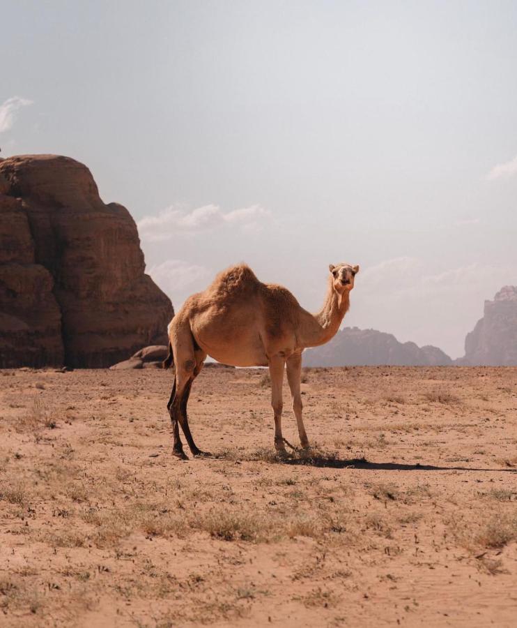 Rum Crystal Luxury Camp Wadi Rum Exteriör bild